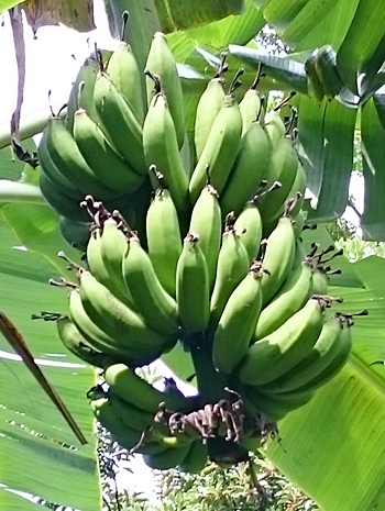 徳之島のバナナ